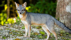 Alert Grey Foxin Natural Habitat.jpg Wallpaper