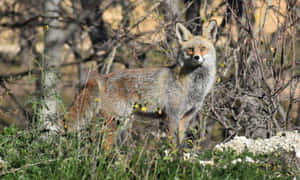 Alert Grey Foxin Nature.jpg Wallpaper