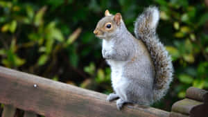 Alert Grey Squirrel On Fence Wallpaper