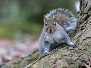 Alert Grey Squirrel On Tree Wallpaper