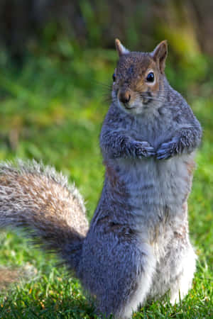 Alert Grey Squirrel Standing Wallpaper