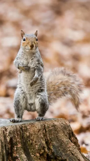Alert Grey Squirrel Standing Wallpaper
