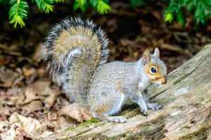 Alert Grey Squirrelin Natural Habitat.jpg Wallpaper