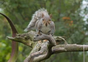 Alert Grey Squirrelon Branch Wallpaper