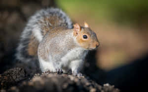 Alert Grey Squirrelon Tree Bark Wallpaper