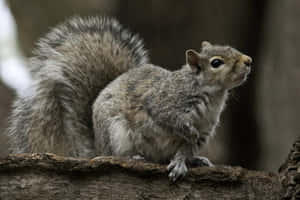 Alert Grey Squirrelon Tree Bark.jpg Wallpaper