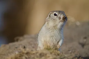 Alert Ground Squirrel.jpg Wallpaper