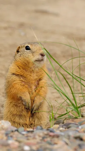 Alert Ground Squirrel Standing Wallpaper