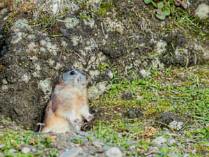 Alert Groundhogby Burrow Wallpaper