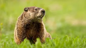 Alert Groundhogin Grass.jpg Wallpaper