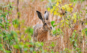 Alert Harein Autumn Field.jpg Wallpaper