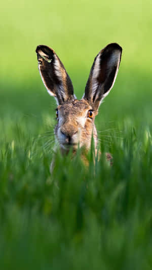 Alert Harein Grass.jpg Wallpaper