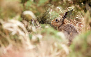 Alert Harein Grassland.jpg Wallpaper