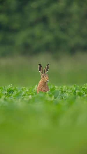 Alert Harein Green Field Wallpaper