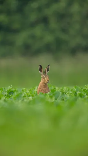 Alert Harein Green Field Wallpaper