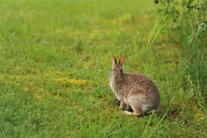 Alert Harein Meadow.jpg Wallpaper