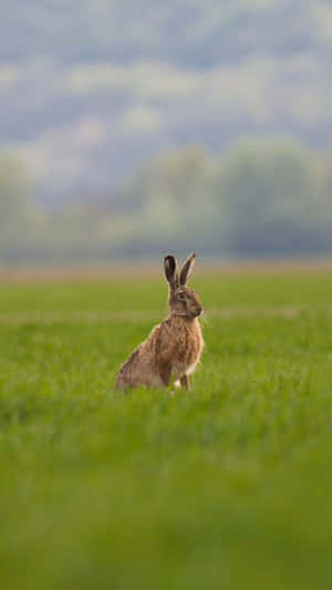 Alert Harein Meadow.jpg Wallpaper