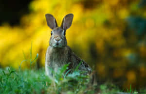 Alert Harein Meadow Wallpaper