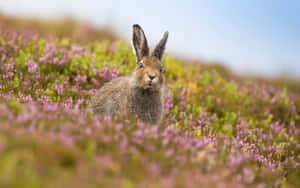 Alert Harein Wildflowers.jpg Wallpaper