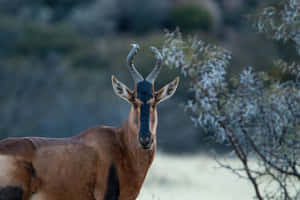 Alert Hartebeestin Wilderness.jpg Wallpaper