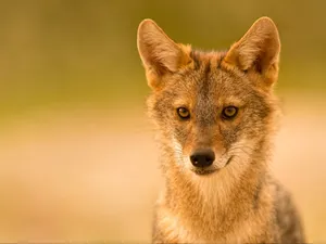 Alert Jackal Portrait Wallpaper