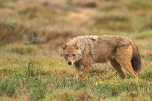 Alert Jackalin Grassland Wallpaper