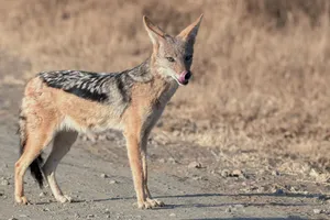 Alert Jackalin Wilderness Wallpaper