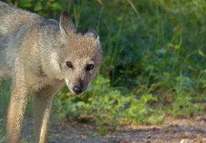 Alert Jackalinthe Wild Wallpaper