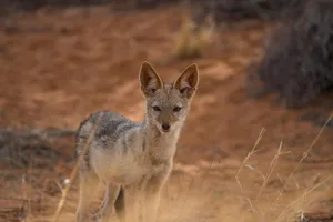 Alert Jackalinthe Wild Wallpaper