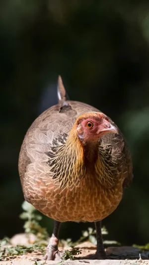 Alert Junglefowl Standing Tall Wallpaper