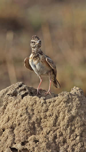 Alert Lark On Lookout Wallpaper