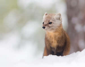 Alert Martenin Snow Wallpaper