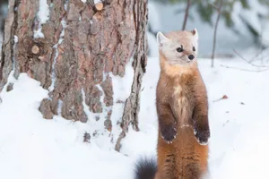 Alert Martenin Snowy Forest.jpg Wallpaper