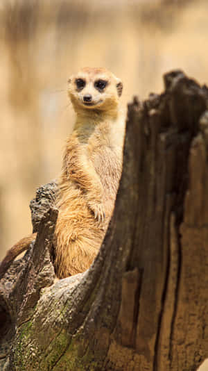 Alert Meerkat On Lookout.jpg Wallpaper