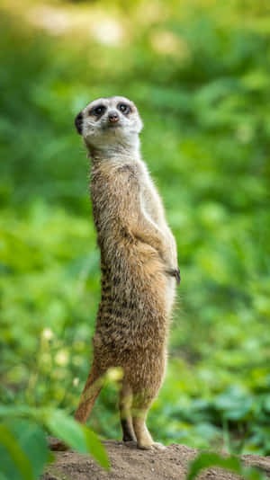 Alert Meerkat Standing Green Background.jpg Wallpaper