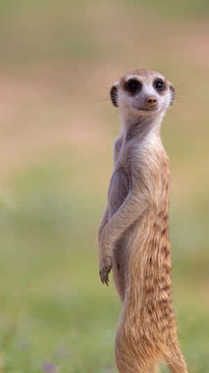 Alert Meerkat Standing Watch Wallpaper