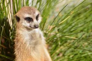 Alert Meerkatin Grassland Wallpaper