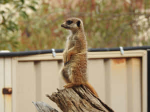 Alert Meerkaton Lookout Wallpaper