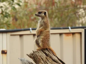 Alert Meerkaton Lookout Wallpaper