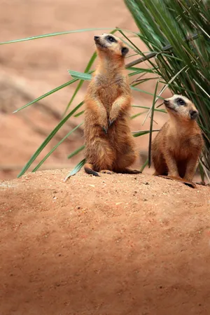 Alert Meerkats On Lookout.jpg Wallpaper