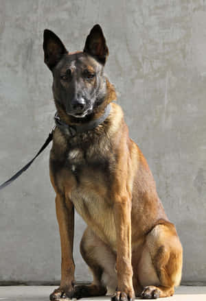 Alert Military Working Dog Wallpaper