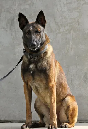 Alert Military Working Dog Wallpaper