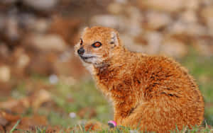 Alert Mongoosein Grassland Wallpaper