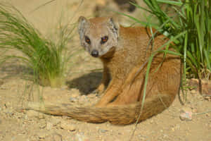 Alert Mongoosein Habitat.jpg Wallpaper