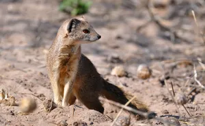 Alert Mongoosein Natural Habitat Wallpaper