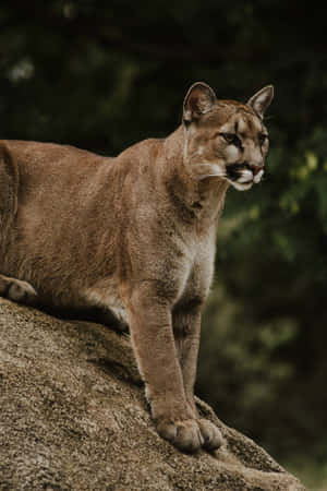 Alert Mountain Lion On Rock Wallpaper