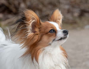 Alert Papillon Dog Profile Wallpaper