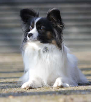 Alert Papillon Dog Sitting Outdoors Wallpaper