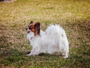 Alert Papillon Dogin Grass Wallpaper