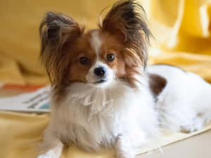 Alert Papillon Dogon Yellow Background.jpg Wallpaper